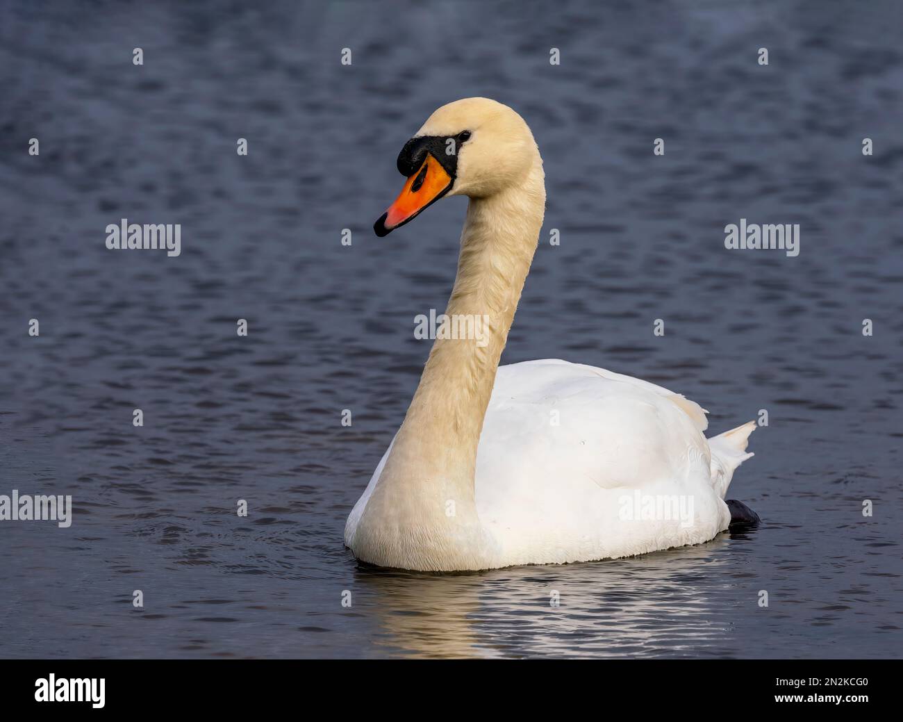 Un singolo adulto Mute Swan, (Cygnus olor), nuoto con grazia su un lago a Fleetwood, Lancashire, Regno Unito Foto Stock