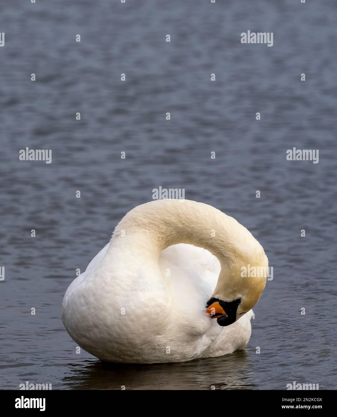 Un singolo adulto Mute Swan, (Cygnus olor), preannunciando che è piuma mentre nuota graziosamente su un lago a Fleetwood, Lancashire, Regno Unito Foto Stock