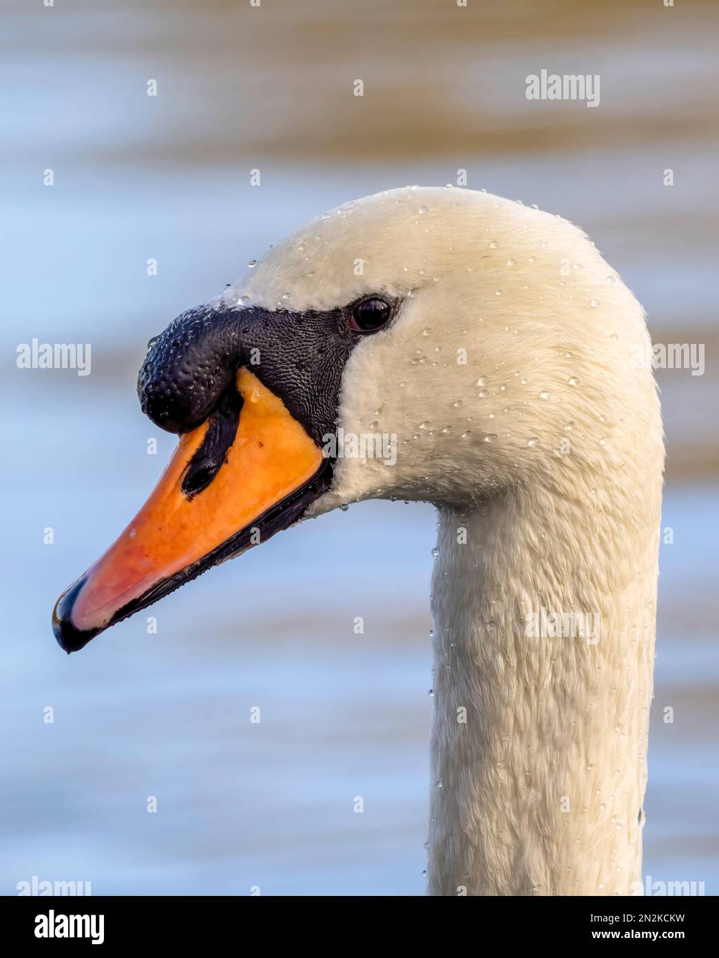 Un singolo adulto Mute Swan, (Cygnus olor), nuoto con grazia su un lago a Fleetwood, Lancashire, Regno Unito Foto Stock