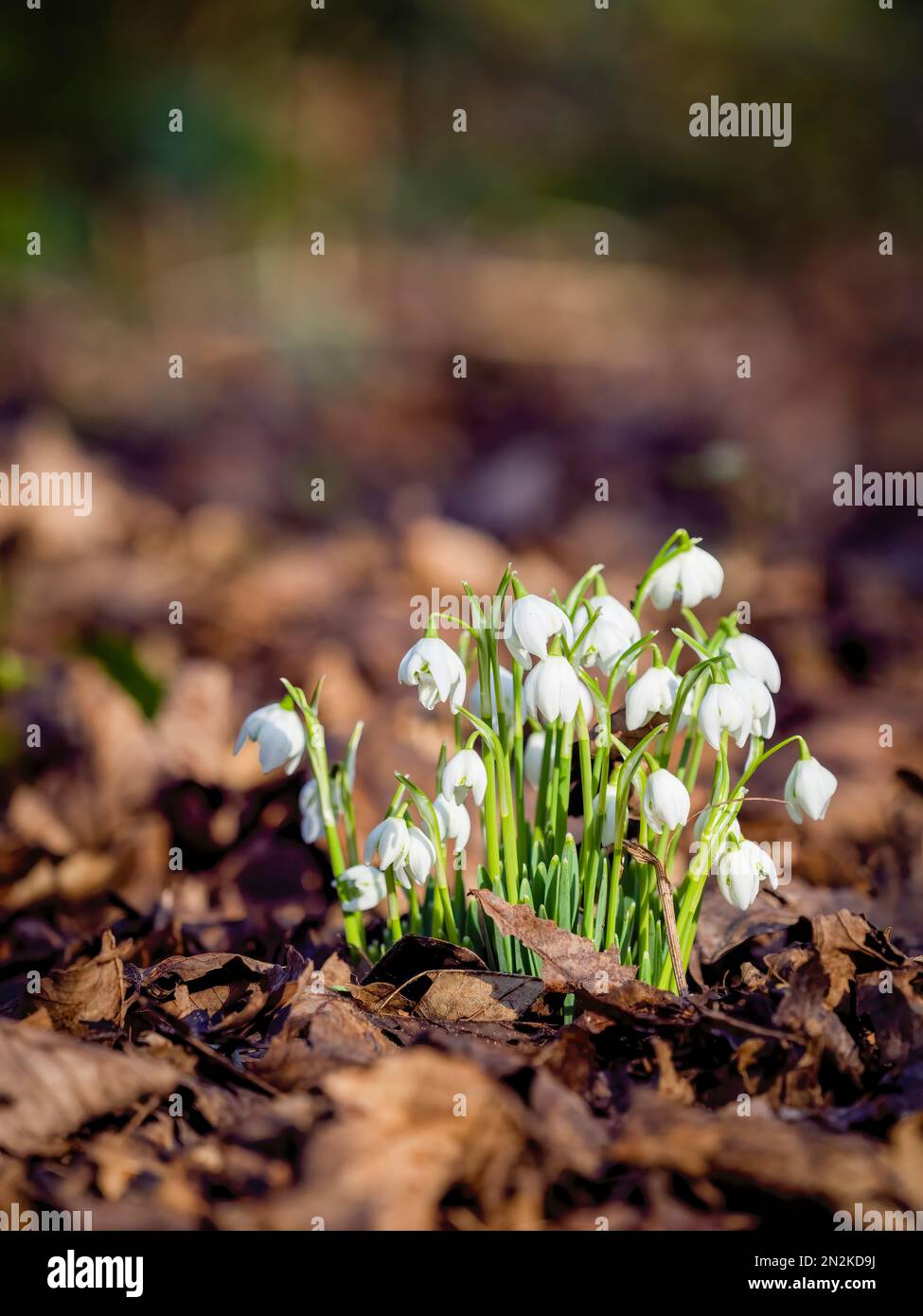 Un grumo di gocce di neve (Galanthus nivalis), che cresce selvaggio, circondato da foglie cadute, in un bosco a Lytham Hall, a Lytham, Lancashire, regno unito Foto Stock