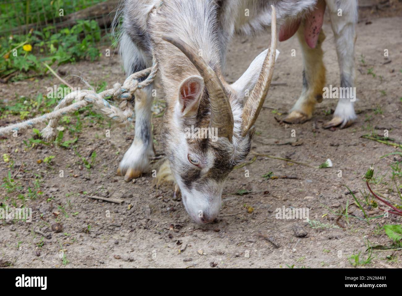 capra in un giardino rurale giorno d'estate primo piano Foto Stock