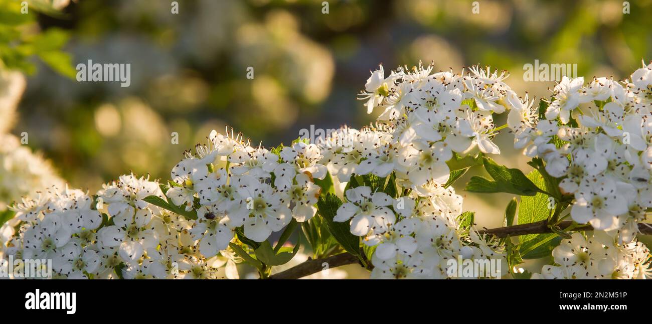 fiori bianchi di biancospino vicino in su nell'erba. giorno di sole Foto Stock