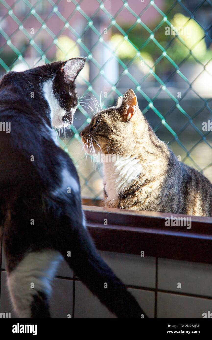 Gatto guardando l'un l'altro, De Poezenboot gatto rifugio su una barca, Amsterdam, Paesi Bassi Foto Stock Gatto guardando l'un l'altro, De Poezenboot gatto rifugio su una barca, Amsterdam, Paesi Bassi Foto Stock