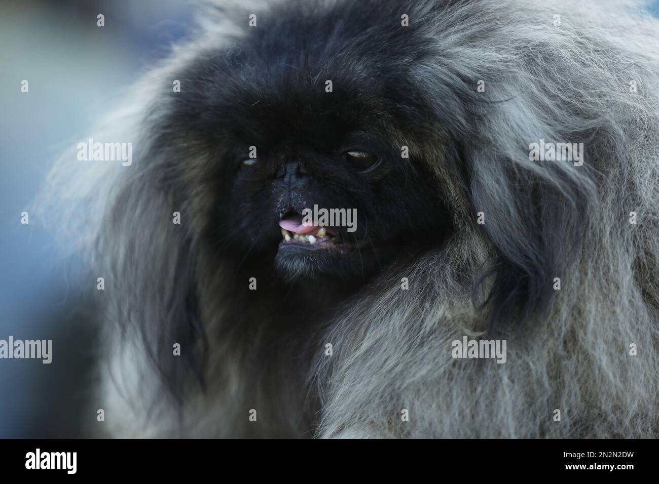 ritratto di bel cane pekinese. primo piano Foto Stock