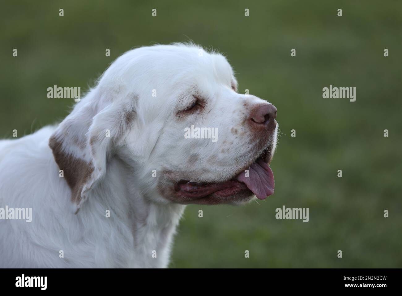 ritratto del bel cane spaniel clumber. primo piano Foto Stock