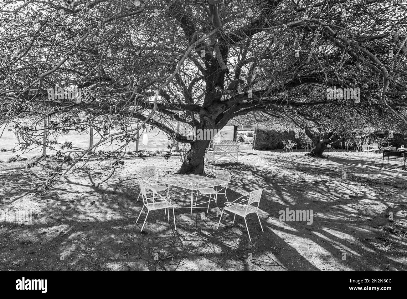 Sutherland, Sud Africa - 3 settembre 2022: Area di riposo sotto un enorme albero di frutta fiorito sugli amanti a piedi al Parco Sterland Caravan a Sutherland nel Foto Stock