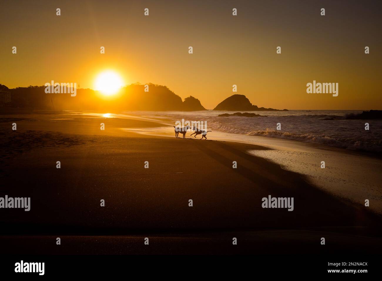 Bellissima alba sulla spiaggia di Zipolite in Messico. Paesaggio con sole dorato. Cani che giocano e si divertono Foto Stock