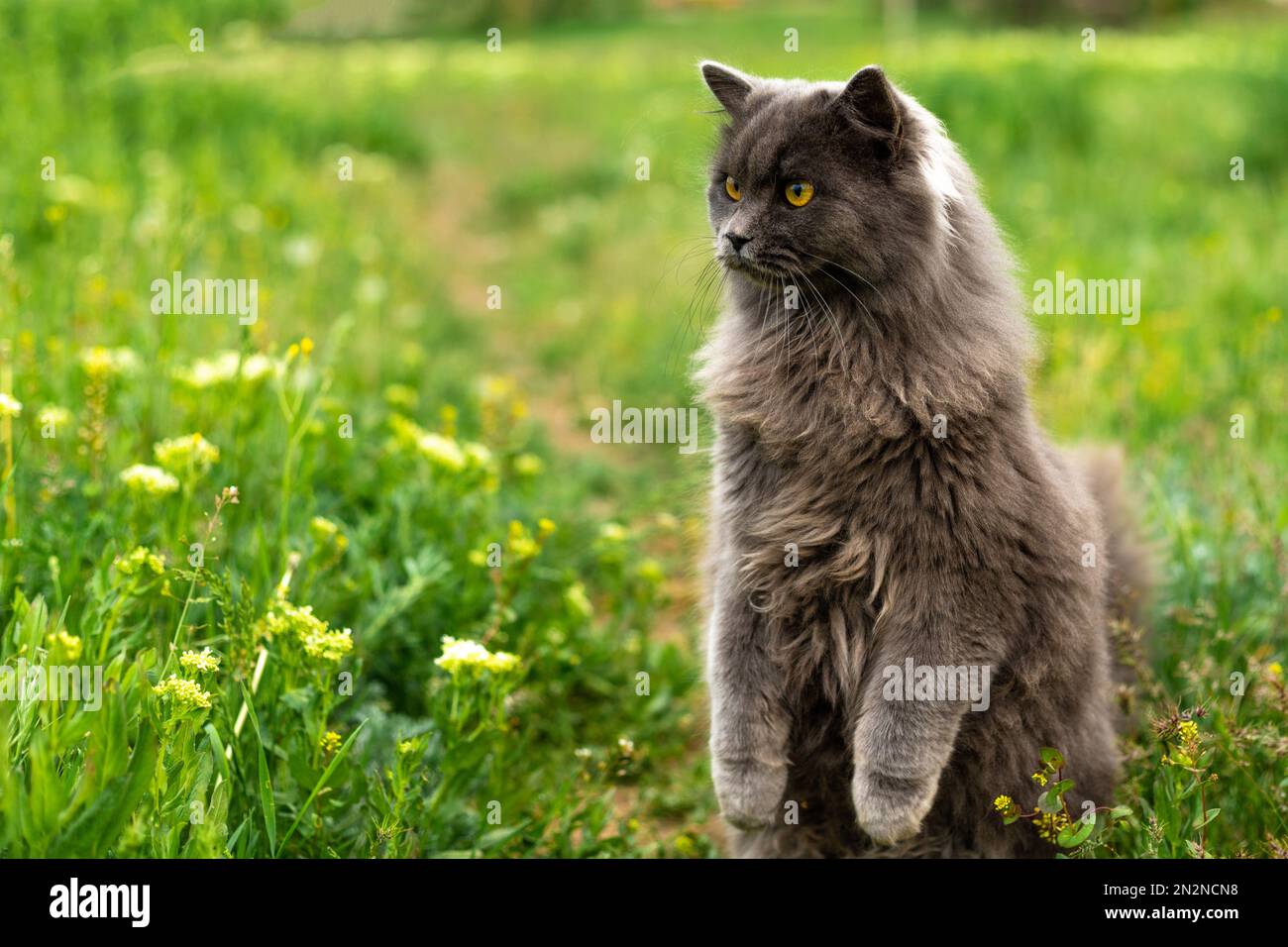 Un gatto grigio lanuginoso si trova su due zampe. Sbirciando fuori dall'erba. Spazio di copia Foto Stock