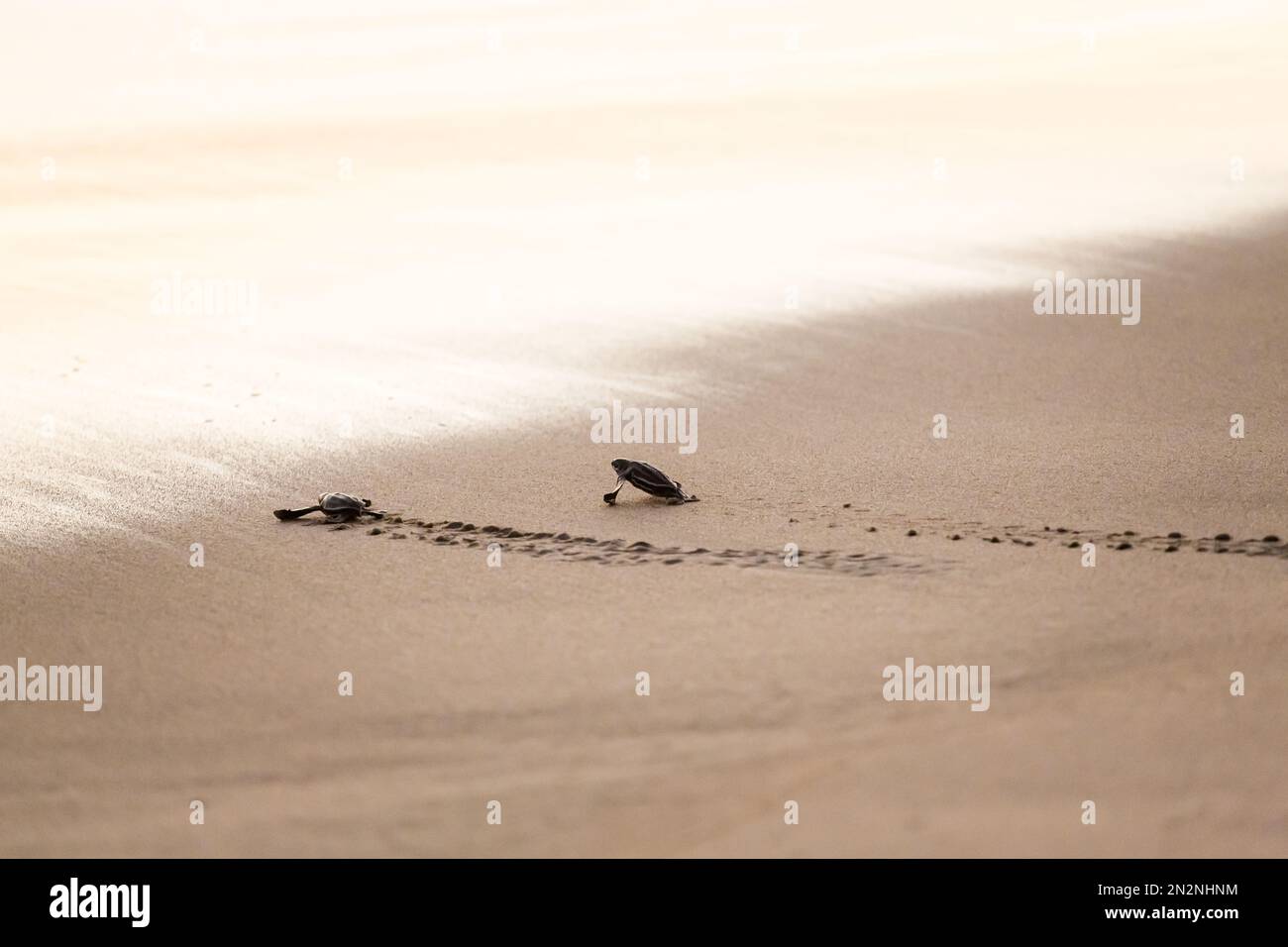 Rilascio in mare di tartarughe giovani minacciate. Bellissima spiaggia di Ventanilla in Messico. Concetto ecologico e di risparmio animale. Foto Stock