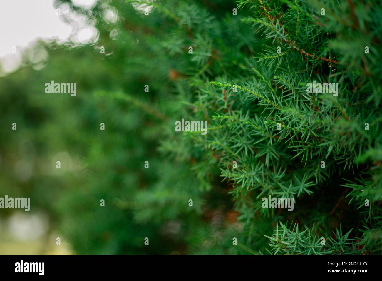 Ramo verde di un albero di conifere in primo piano. Alberi di foresta. Spazio da copiare. Sfondo Foto Stock