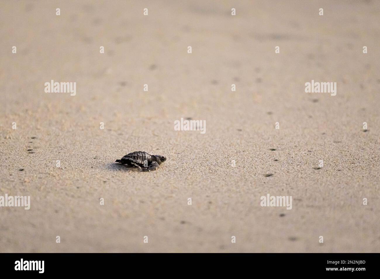 Rilascio in mare di tartarughe giovani minacciate. Bellissima spiaggia di Ventanilla in Messico. Concetto ecologico e di risparmio animale. Foto Stock