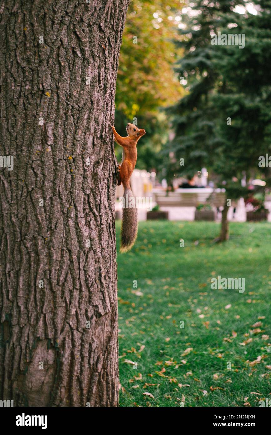 Un bel scoiattolo rosso sale un albero in un parco verde Foto Stock