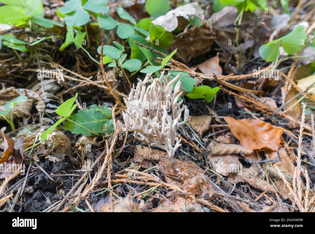 Right Coral fungus, Ramaria stricta (Ramariaceae) che cresce in terreno boscoso a Dinmore Herefordshire UK. Novembre 2021 Foto Stock