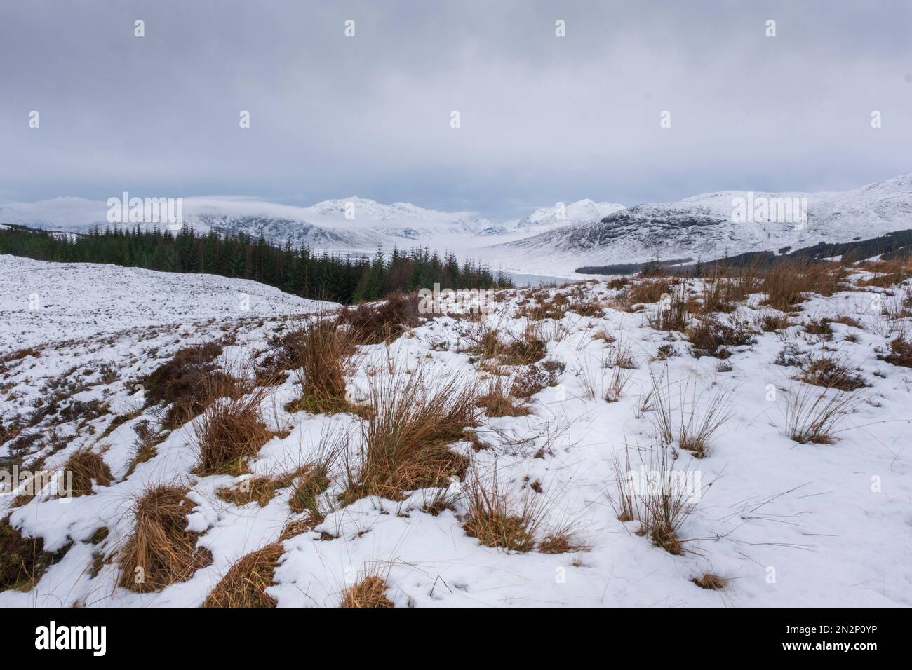 Regno Unito, Scozia. Paesaggio invernale nelle Highlands scozzesi, montagne, colline e campi ricoperti di neve. Prateria e conifere. Nessuna gente Foto Stock