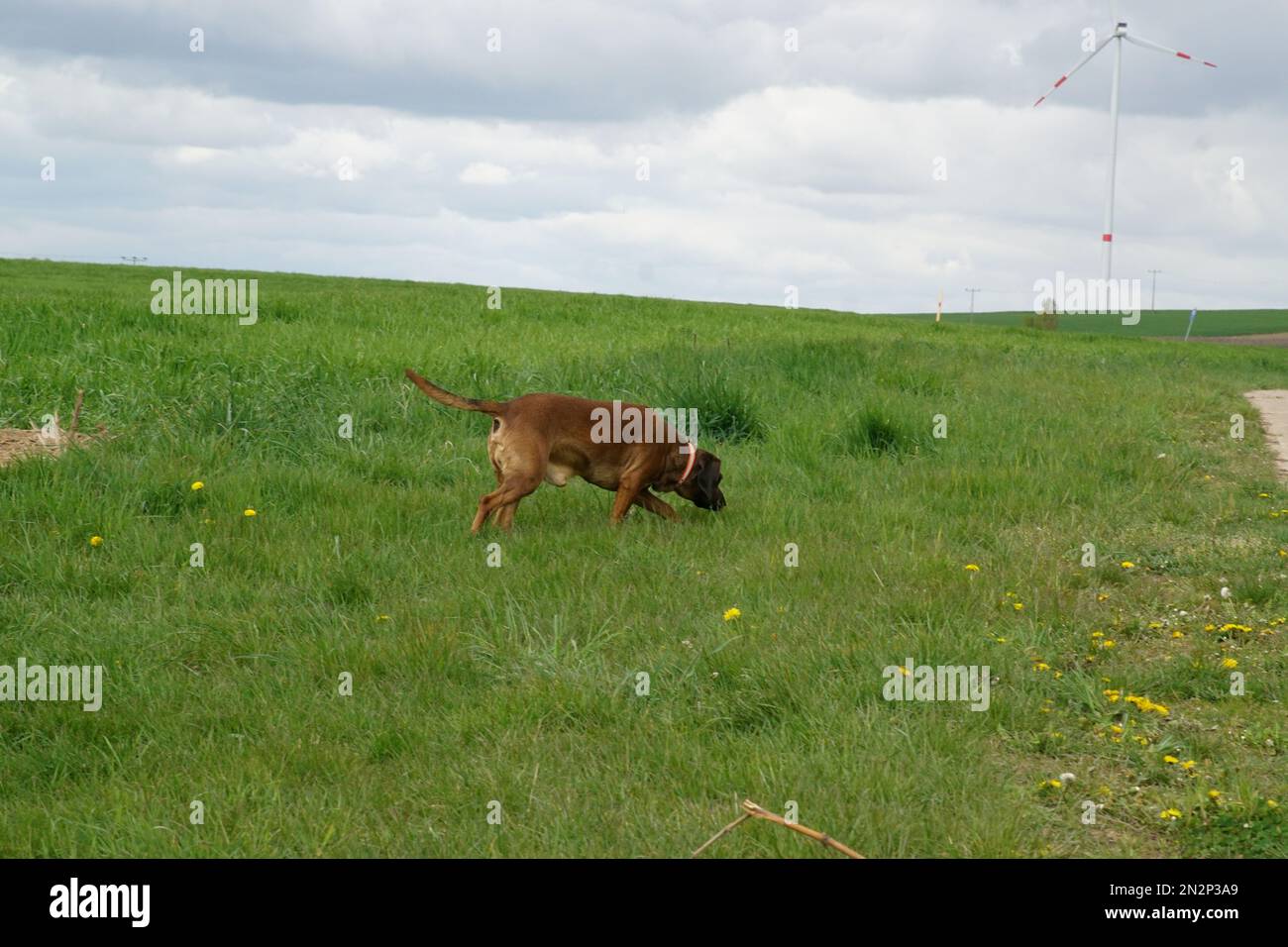 GISMO bei der Arbeit - Bayrischer Gebirgsschweißhund Foto Stock