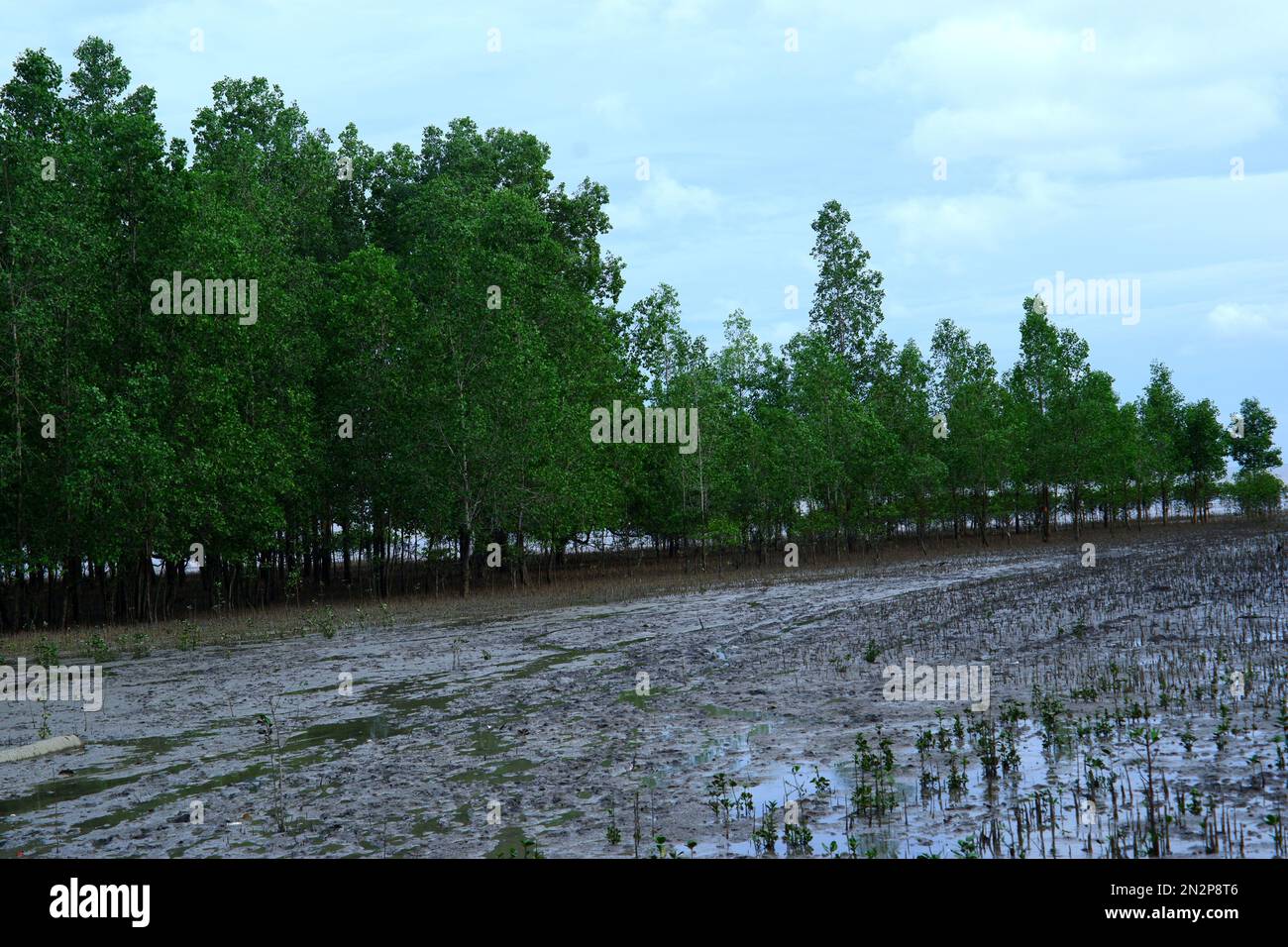 Avicennia Marina Forest Habitat che cresce densamente sulla superficie fangosa del mare, nel villaggio di Belo Laut durante il giorno Foto Stock
