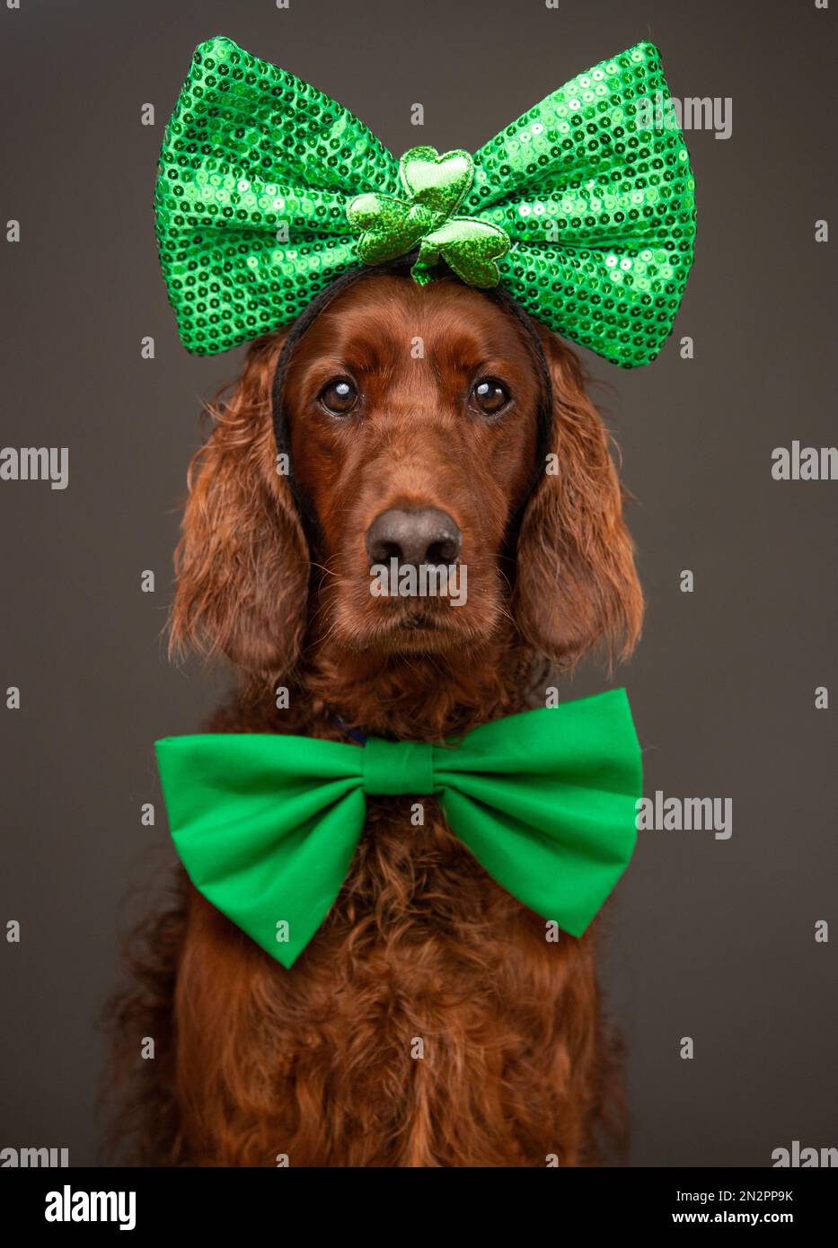 Ritratto di un Setter Irlandese che indossa un arco verde per il giorno di San Patrizio Foto Stock