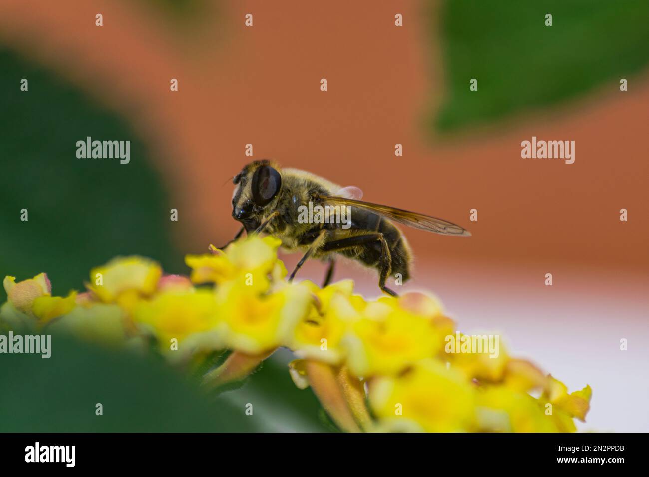 Ape di miele europea (apis mellifera), impollinante fiore di lantana Foto Stock