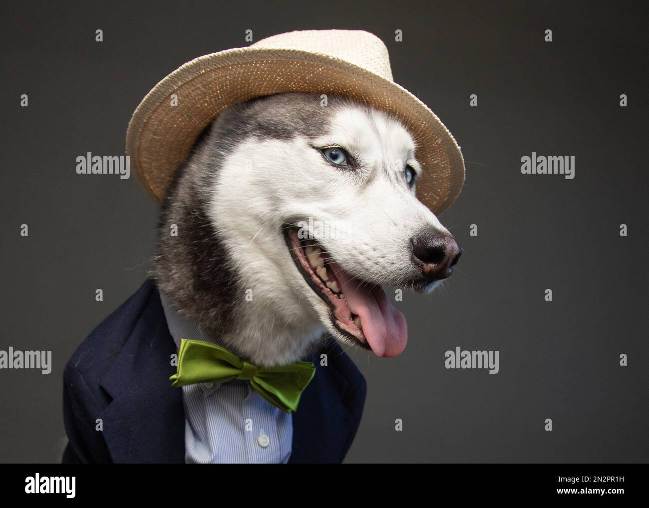 Ritratto di un usciato siberiano vestito con abito e cappello intelligenti Foto Stock