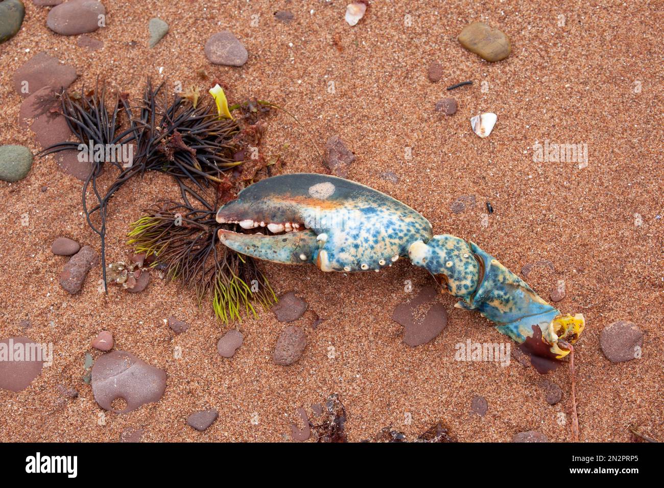 Primo piano di un artiglio di aragosta blu sulla spiaggia, Prince Edward Island, Canada Foto Stock