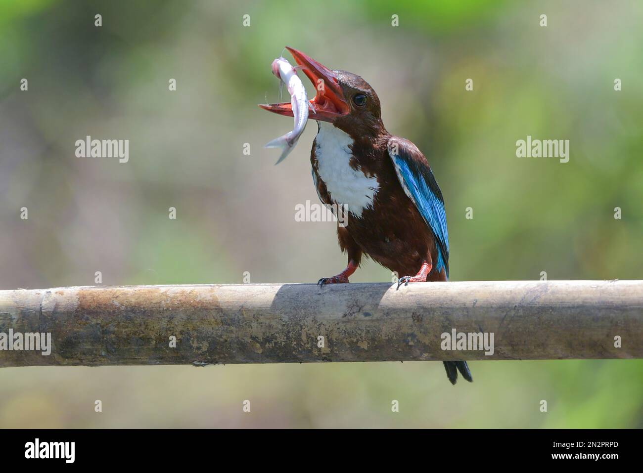 Martin pescatore a gola bianca su un ramo che tiene un pesce nel suo becco, Indonesia Foto Stock