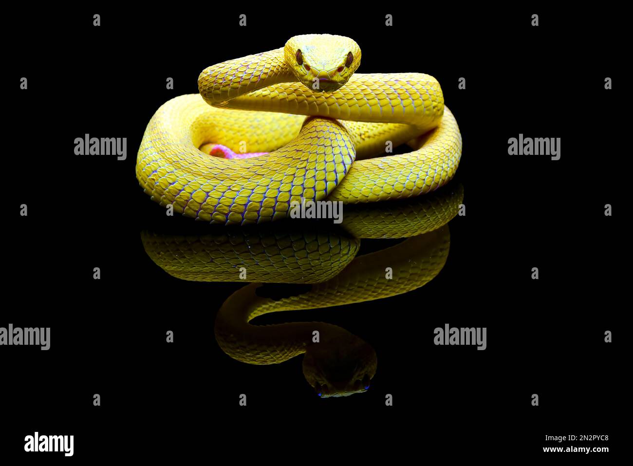Primo piano di una vipera bianca gialla su sfondo nero Foto Stock