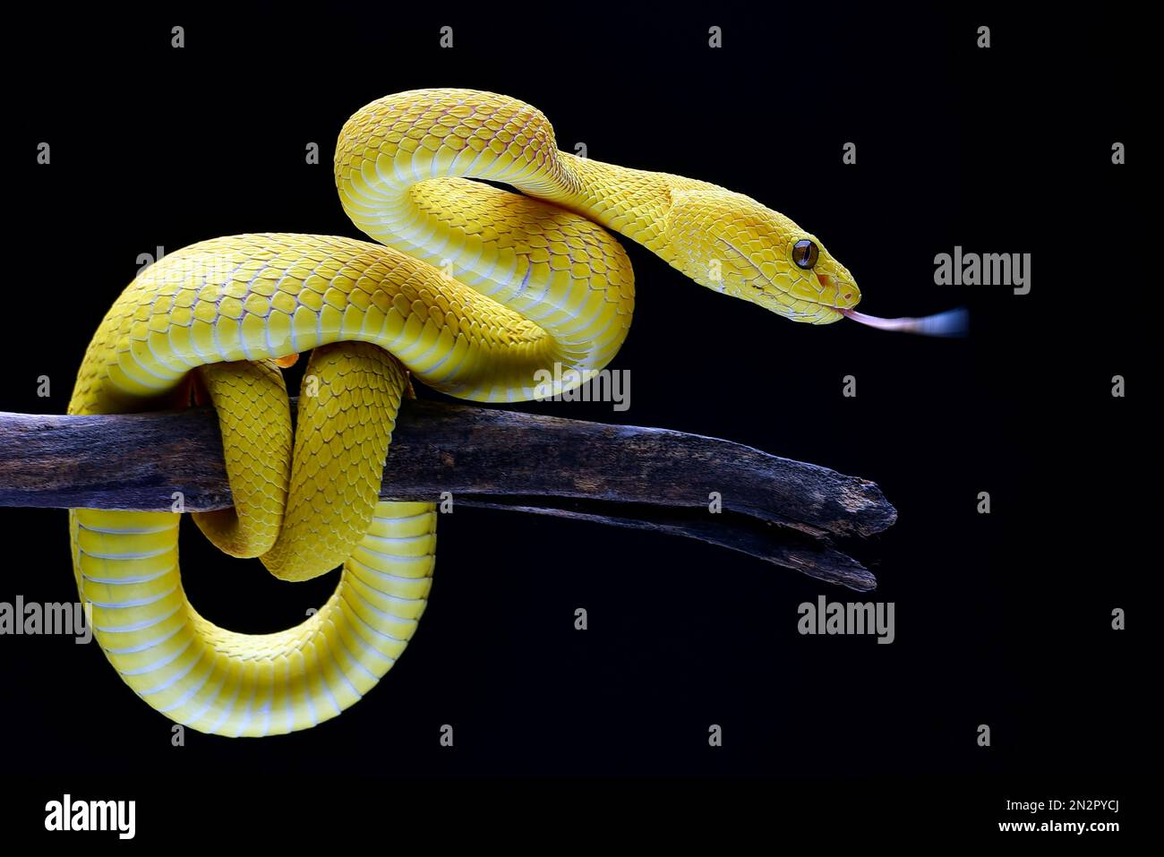 Primo piano di una vipera bianca gialla su un ramo, Indonesia Foto Stock