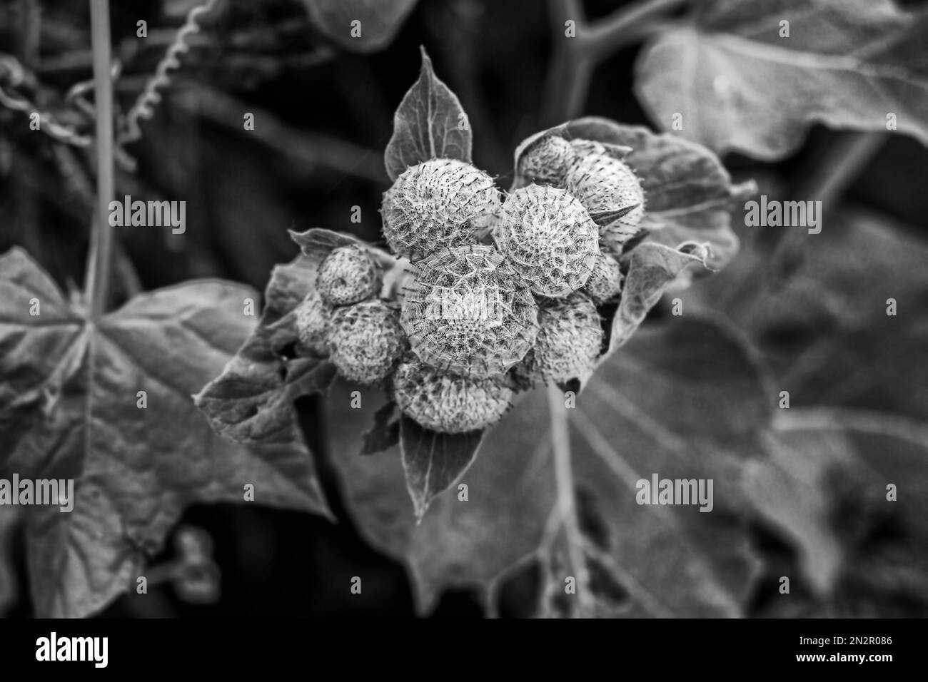 Frutti di burdock reali su fusto su nuvoloso un giorno d'estate in bianco e nero Foto Stock