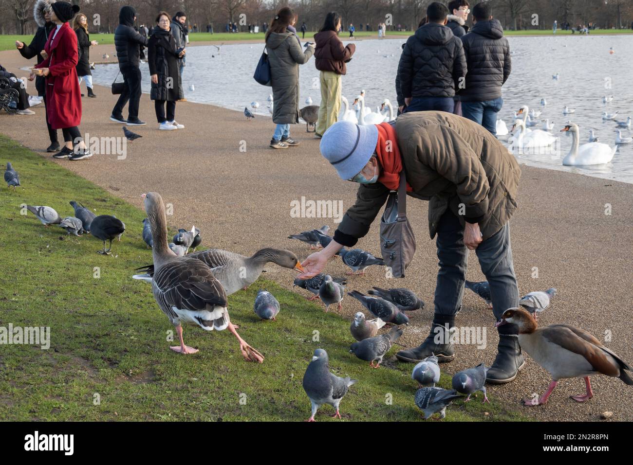 Nutrire uccelli e uccelli selvatici sul Round Pond a Kensington Gardens, Londra, Inghilterra, Regno Unito, Europa Foto Stock
