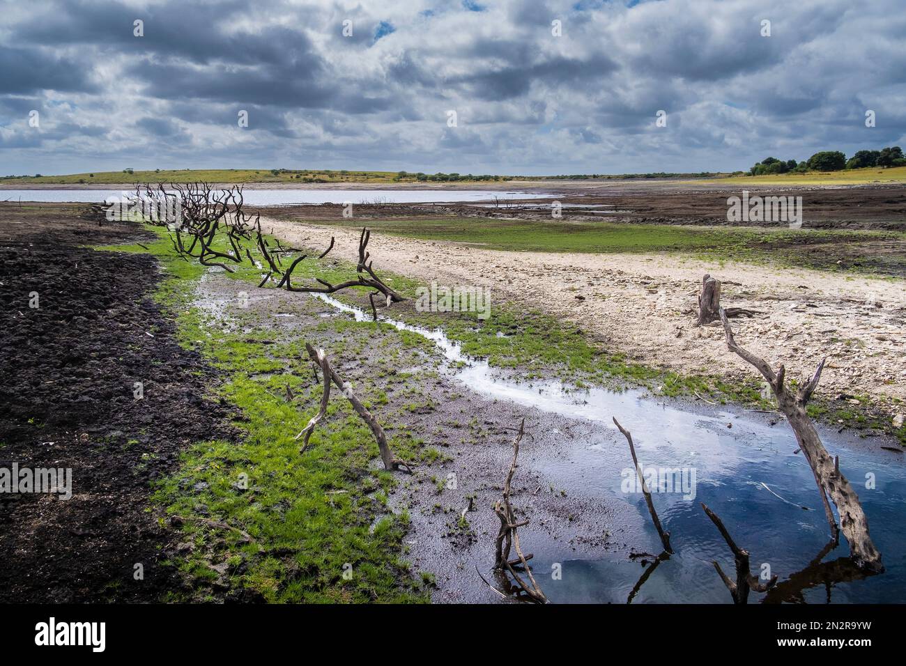I resti di un vecchio siepo morto esposti su una costa in via di recidivazione a causa della caduta dei livelli dell'acqua causata da condizioni di siccità gravi a Colliford la Foto Stock