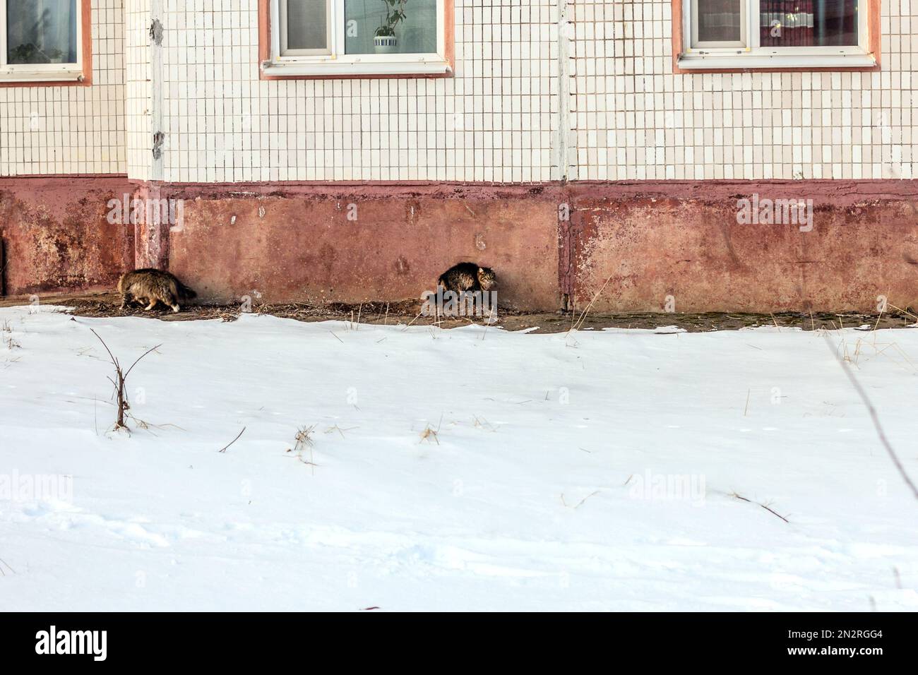Veri gatti incantevoli strada in inverno a casa Foto Stock