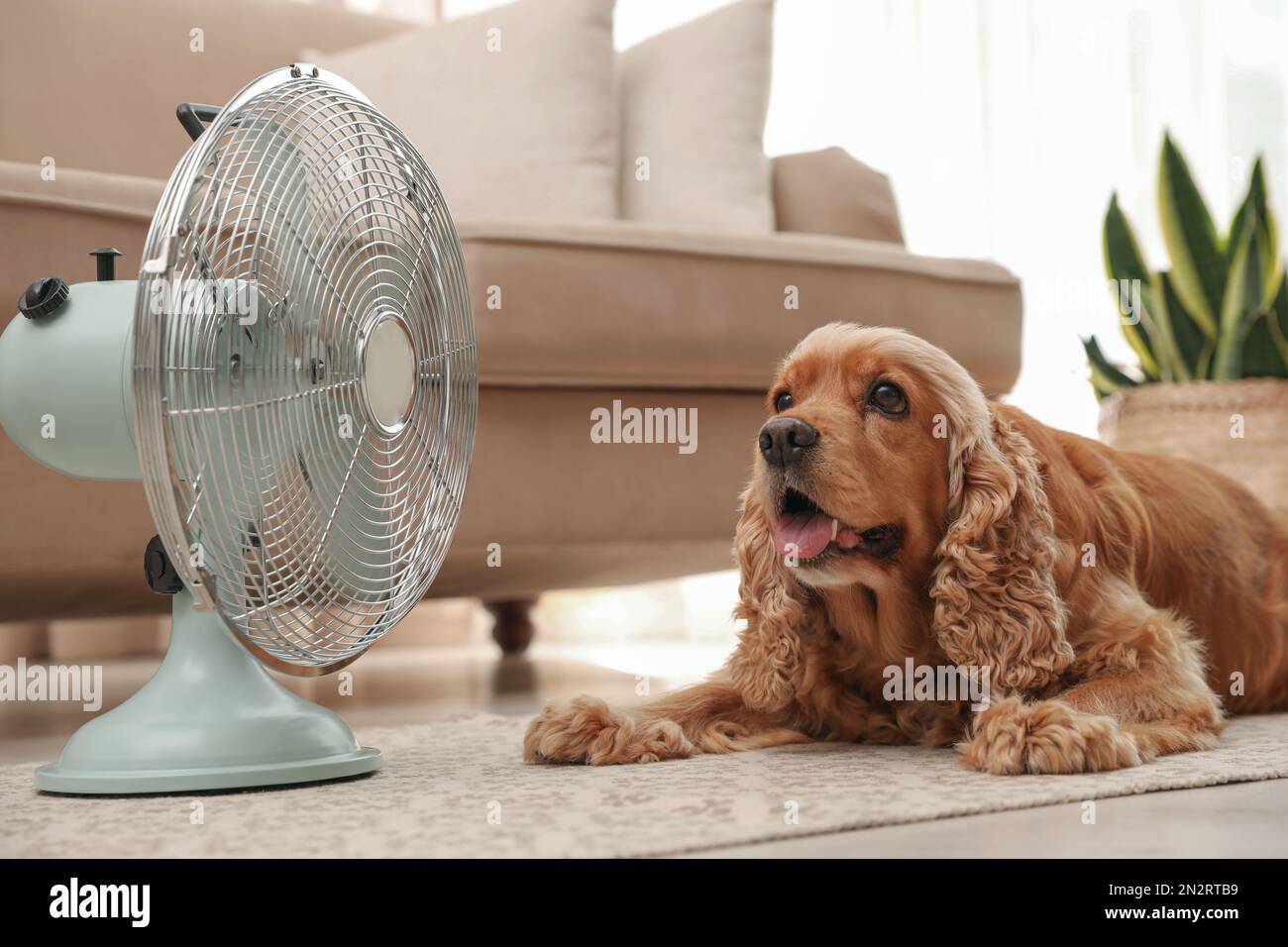 Inglese Cocker Spaniel godendo il flusso d'aria dal ventilatore sul  pavimento all'interno. Caldo estivo Foto stock - Alamy