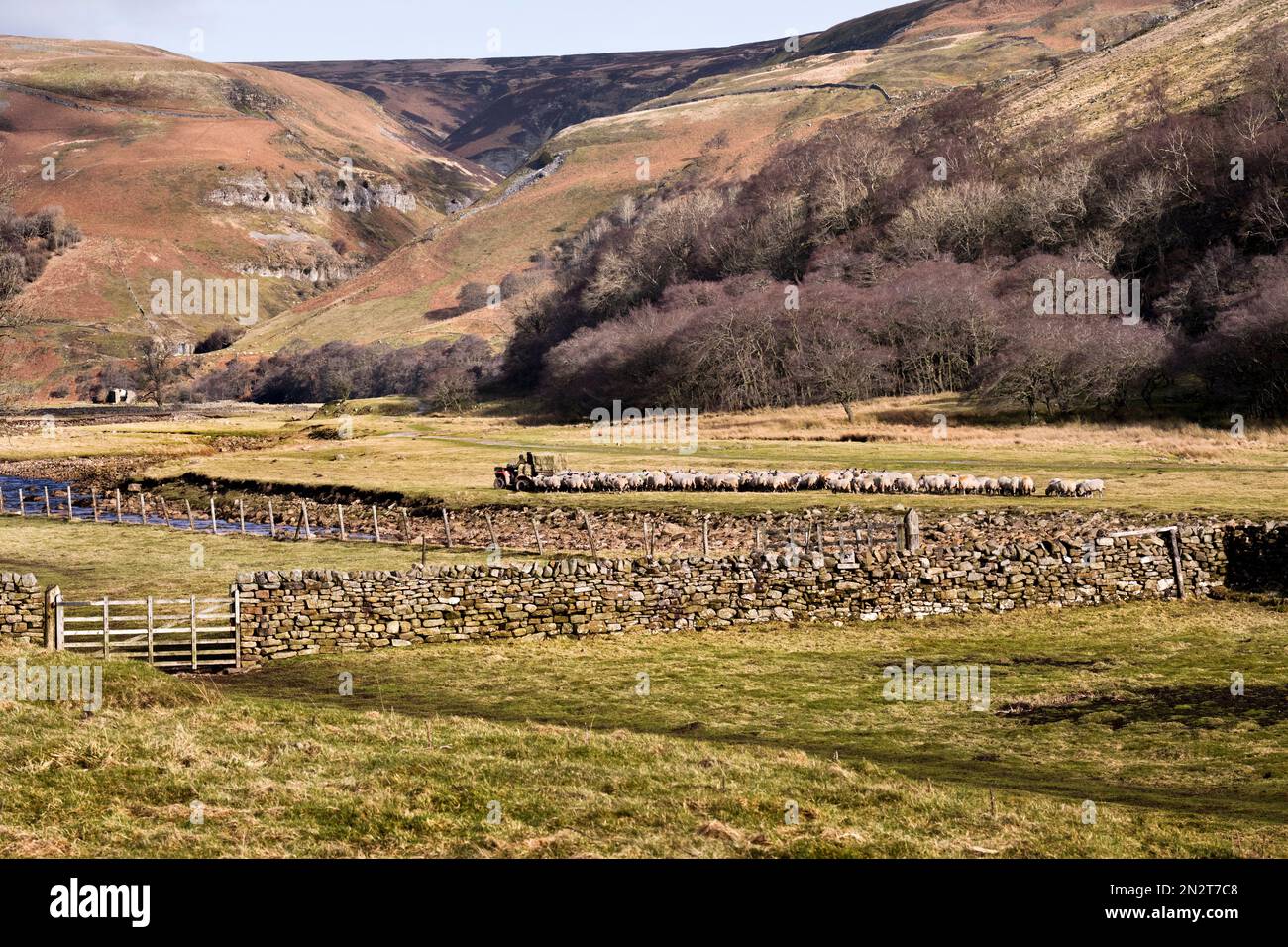 Un contadino porta fieno e cibo invernale alle sue pecore, Muker, Swaledale, Yorkshire Dales National Park. Foto Stock