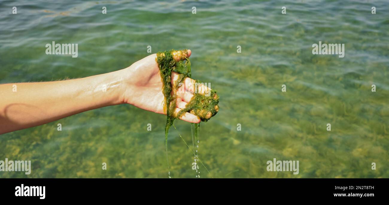 Inquinamento globale dell'ambiente e dei corpi idrici. Una donna raccoglie i campioni per l'analisi. Fioritura dell'acqua, riproduzione di fitoplancton, alghe nel Foto Stock