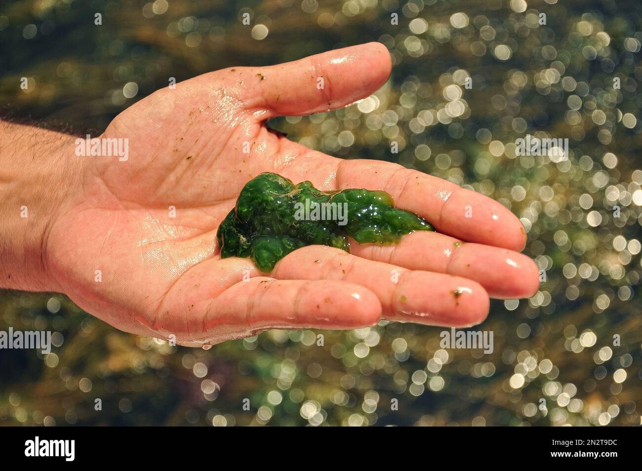 Inquinamento globale dell'ambiente e dei corpi idrici. Un uomo raccoglie i campioni per l'analisi. Fioritura dell'acqua, riproduzione di fitoplancton, alghe nella la Foto Stock