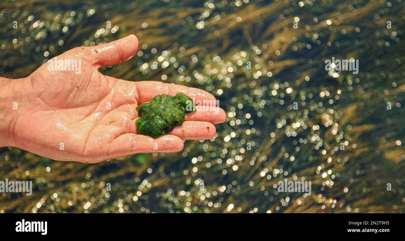 Inquinamento globale dell'ambiente e dei corpi idrici. Un uomo raccoglie i campioni per l'analisi, spazio vuoto. Fioritura dell'acqua, riproduzione di fitoplancton, al Foto Stock