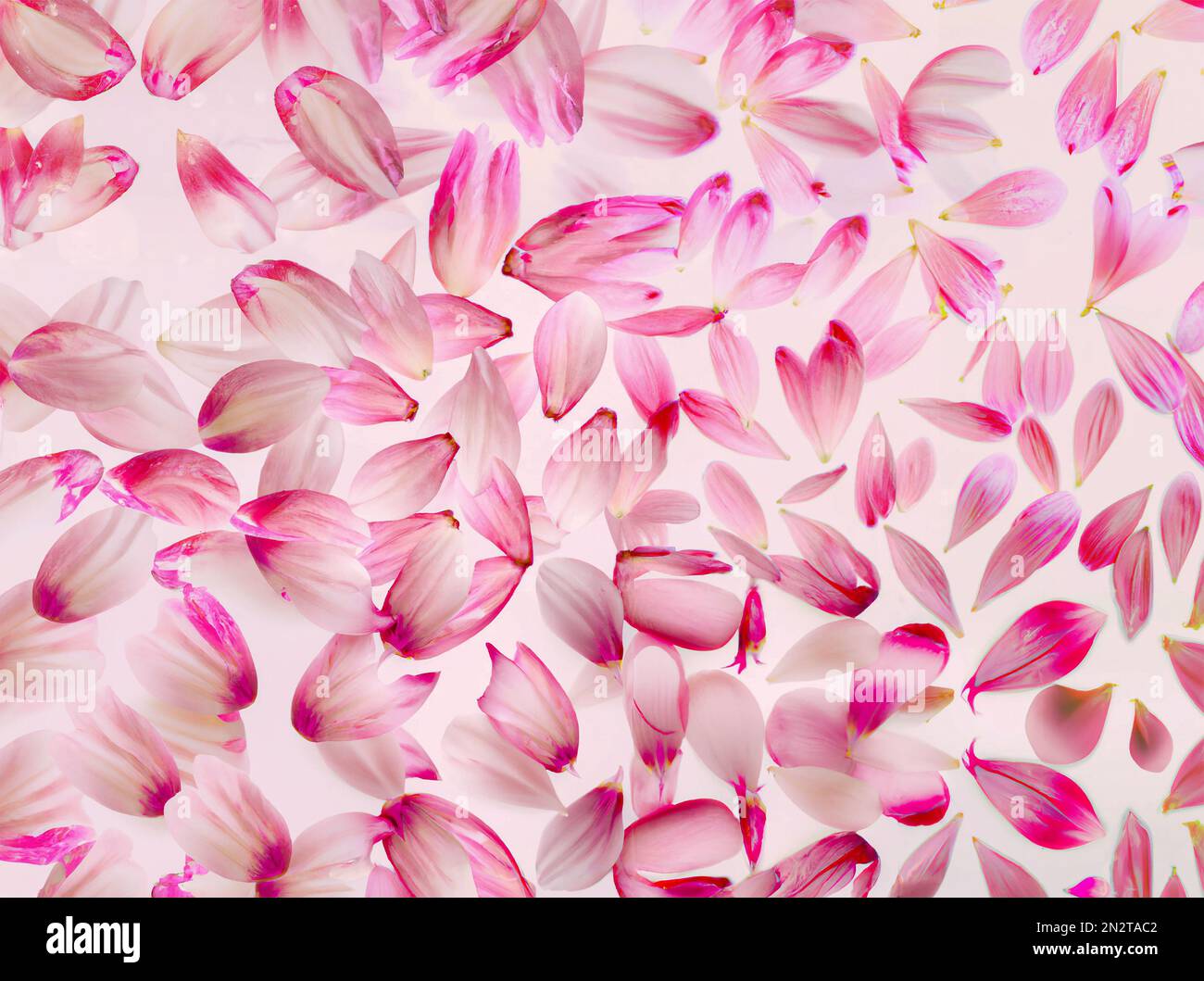 Vista dall'alto di uno sfondo colorato e luminoso con petali di fiori disposti su una superficie rosa Foto Stock