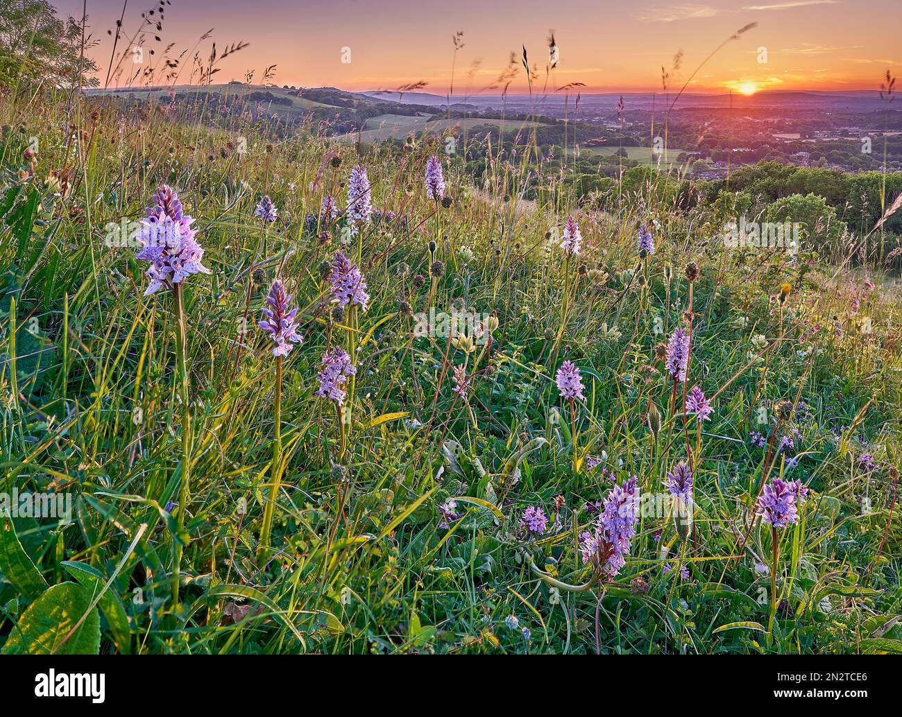 Specie ricca di praterie di gesso con orchidee sulle colline meridionali del Sussex Foto Stock