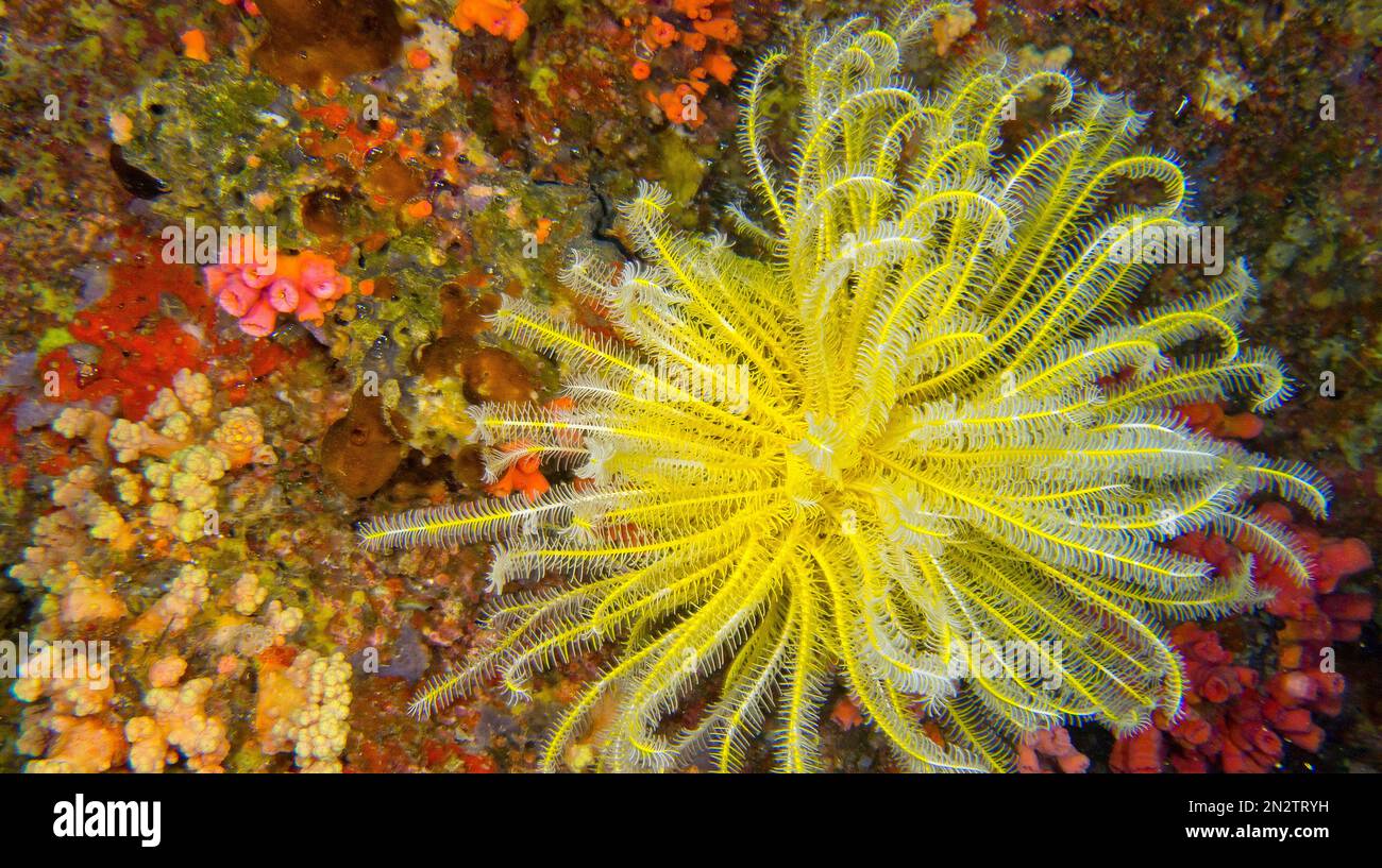 Stella piuma, Crinoid, Coral Reef, Atollo di Ari Sud, Maldive, Oceano Indiano, Asia Foto Stock