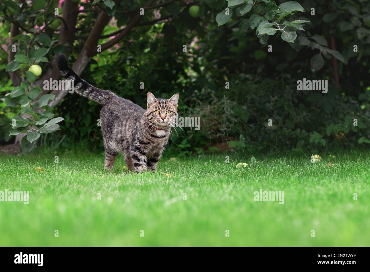 Carino tabby grigio gatto domestico a piedi su erba verde nel giardino estivo Foto Stock