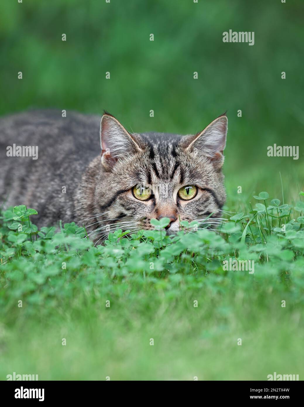 Primo piano ritratto di faccia di gatto domestico tabby caccia nell'erba verde Foto Stock