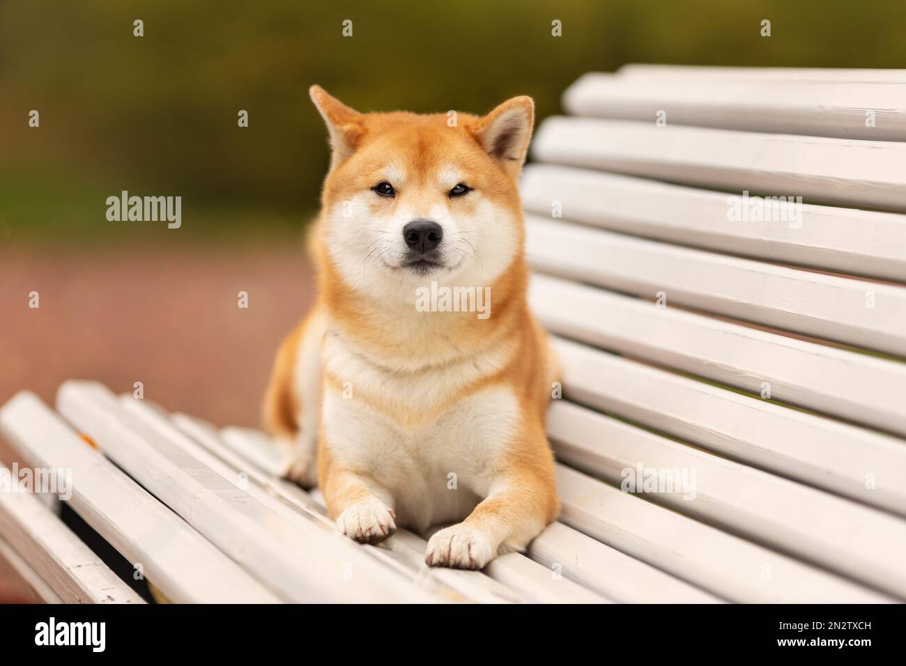 Primo piano ritratto di shiba inu cane sdraiato sulla panca Foto Stock
