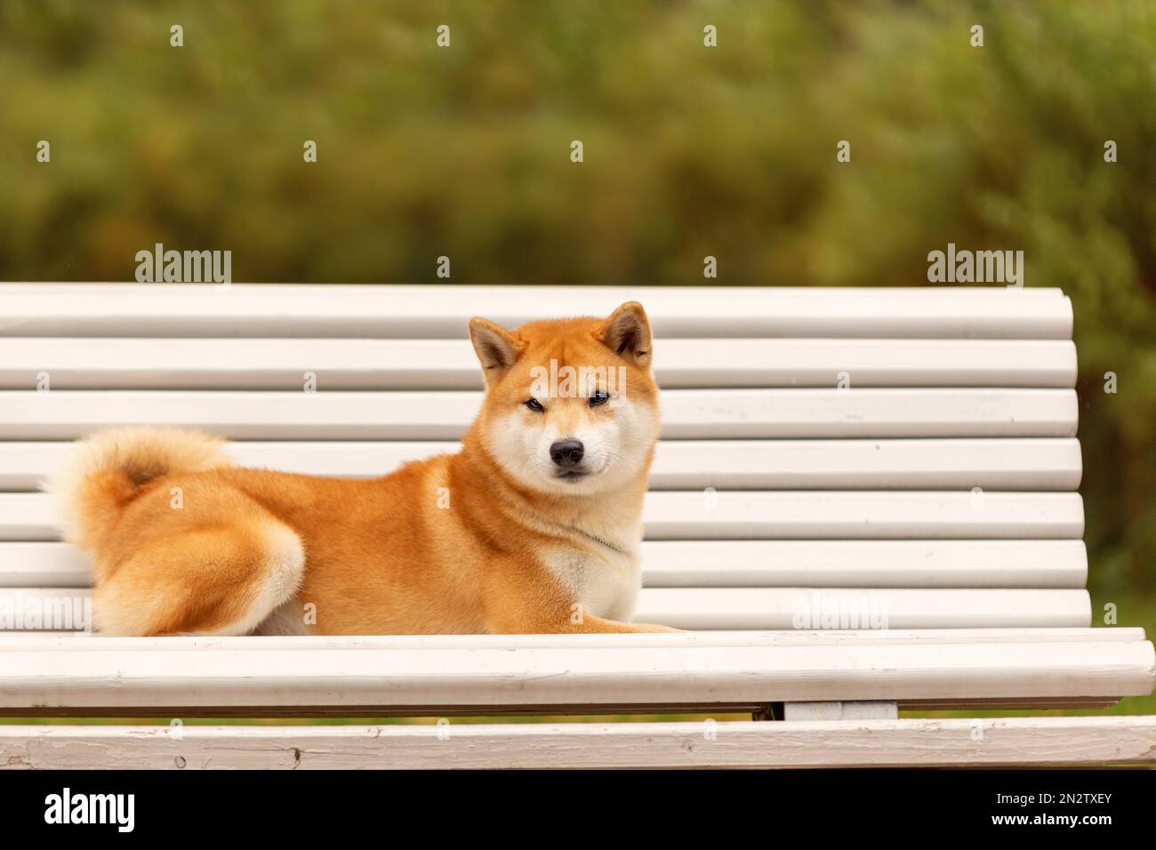 Ritratto del cane shiba inu sdraiato sulla panca Foto Stock