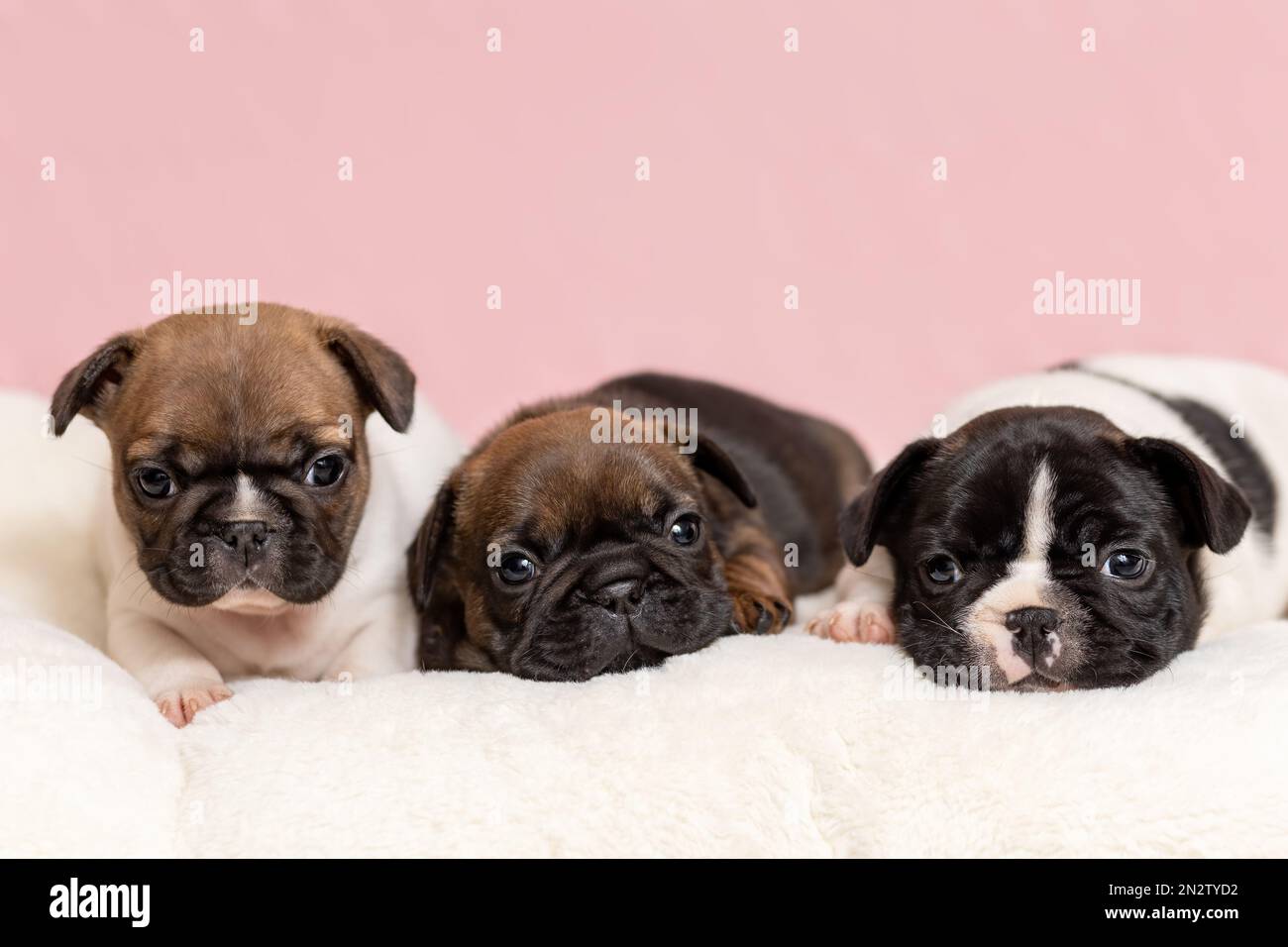 Tre cuccioli graziosi e sonnolenti di bulldog francese sdraiati in coperta a casa Foto Stock