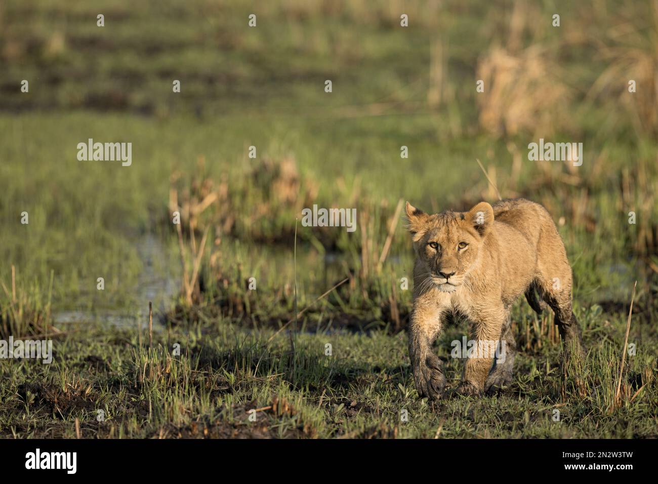 Caccia ai leoni, Delta dell'Okavango, Botswan Foto Stock