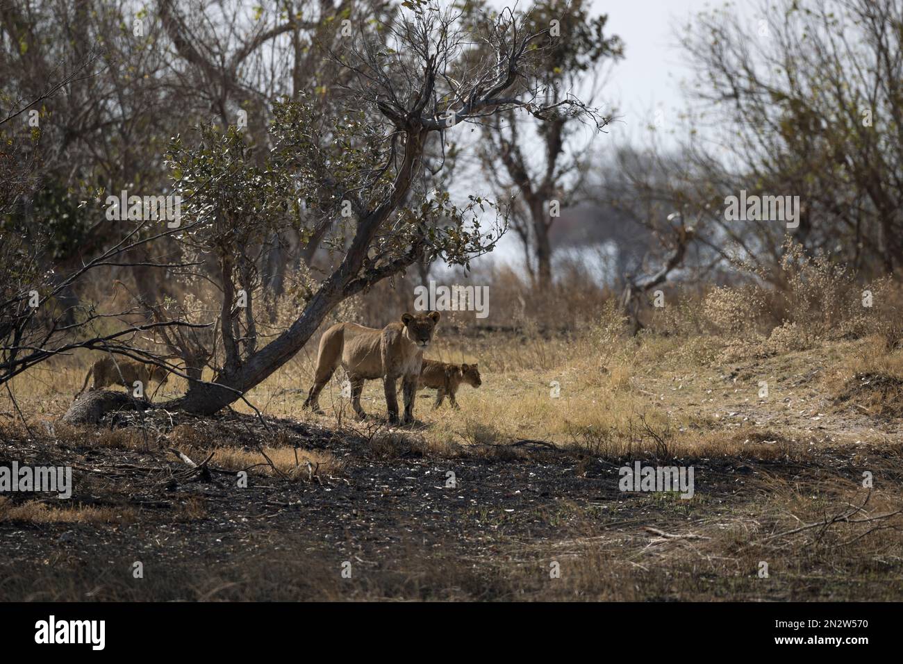 Caccia ai leoni, Delta dell'Okavango, Botswan Foto Stock