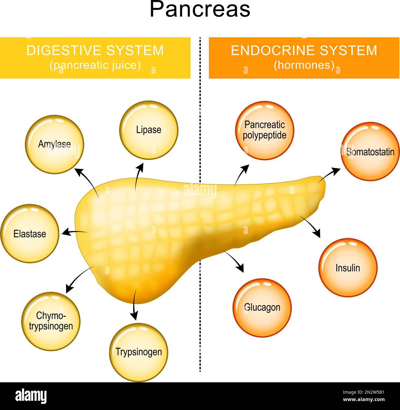 Funzione pancreas. organo interno di un apparato digerente ed endocrino. succo pancreatico e ormoni di un pancreas umano. Illustrazione Vettoriale