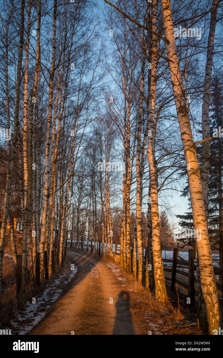 Vicolo degli alberi di betulla in una fredda mattinata invernale, Waldviertel / Austria Foto Stock