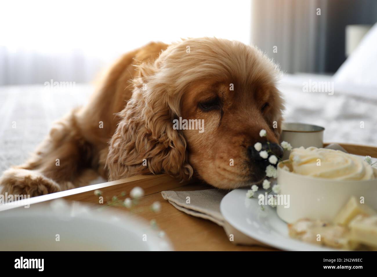 Cute inglese Cocker Spaniel vicino vassoio con colazione a letto al  coperto. Hotel in cui sono ammessi gli animali domestici Foto stock - Alamy