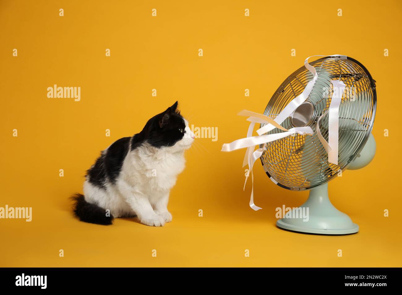 Carino gatto lanuginoso godendo flusso d'aria dal ventilatore su sfondo  giallo. Caldo estivo Foto stock - Alamy